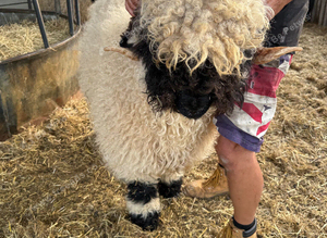 Stunning Maximus Shearling Ram