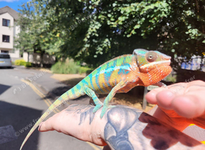 Panther chameleon male