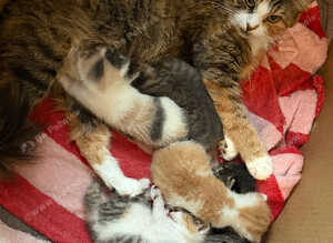 5 Loving Kittens Ready for Forever home:)