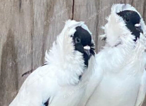 Moorheads pigeons