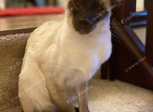 Pair of Siamese