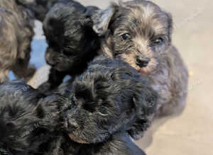 MALTIPOO pups