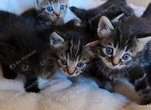 4 beautiful female kittens for sale