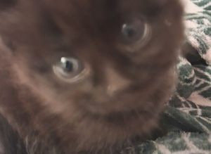 3 black kittens  2 smooth haired one linger haired