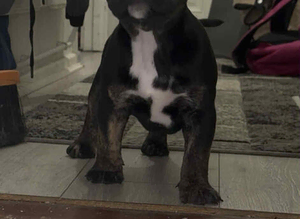 Black Brindle Brutus