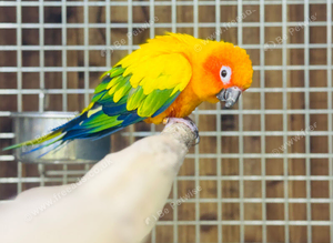 Sun conure parakeet