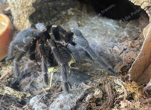 Costa Rica bluefront female and set up