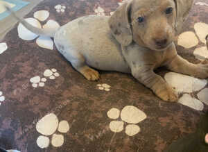 Dachshund