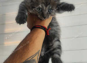 Kittes maine coon mix