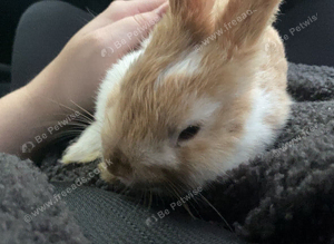 Male bunny