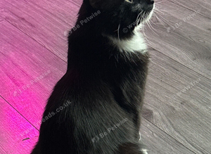 Lost Kitty!!