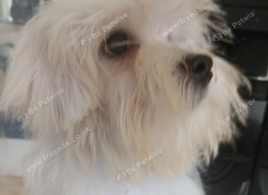 Toy Maltese puppy