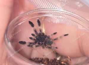 Psalmopoeus victori slings