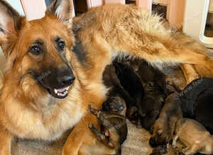 Beautiful German shepherd puppies