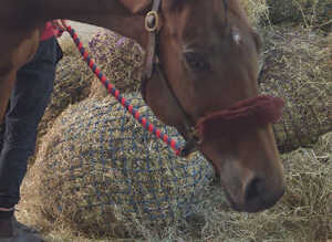 REDUCED ) 16.1 TB GELDING ( 9YRS )