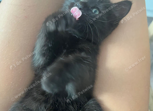 Tabby kitten