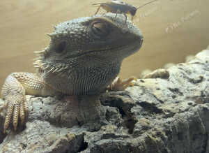 Bearded Dragon Male 3 Year Old
