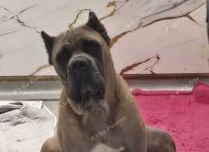 Exceptional Formentino Male Puppy