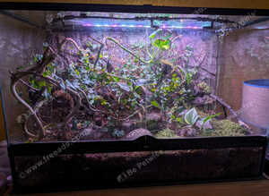 Bumblebee poison dart frogs x 2 and Vivarium