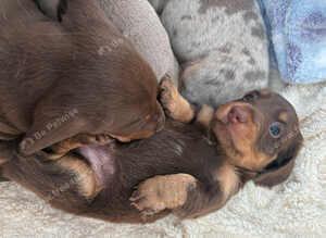 Gorgeous Miniature Dachshunds