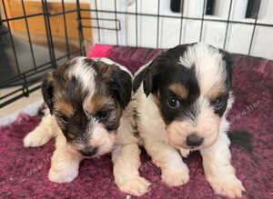 Stunning Health tested f1 jackapoo puppies