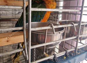 Harlequin macaw