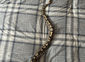 Female royal/ball python