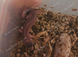 Baby leopard gecko