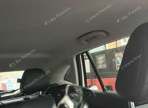 Border collie dog 18months old.