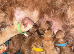 6 Stunning Cockapoo Puppies