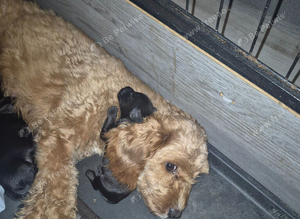 Cavapoo x dashhound