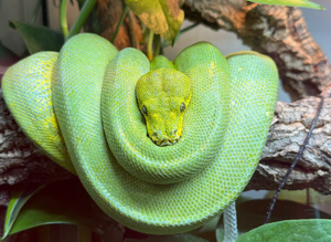 Green Tree Python (Jayapura) (Male)