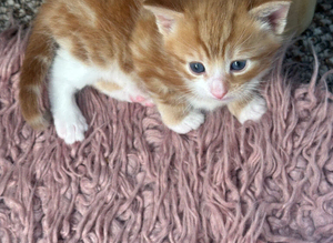 Fluffy cute kittens