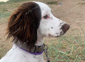 Liver and White 10 month old female Cocker Spaniel