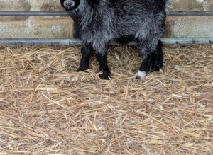 Predigee pygmy goat