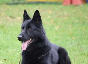 German Shepard working dog for stud