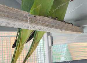 Pair of Healthy Green Indian Ringneck Parakeets