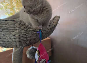 Pedigree blue and lilac British shorthair