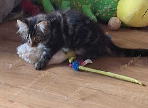 Tabby fluffy Kitten