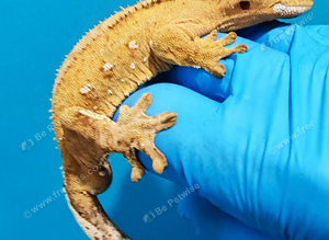 Crested geckos