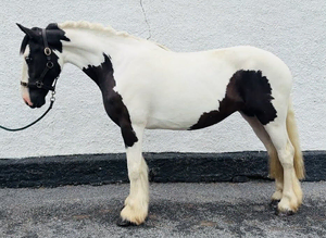 Stunning cob mare