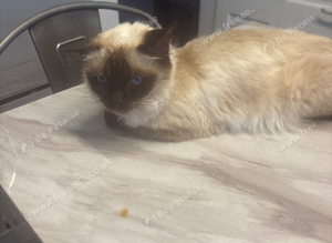 Ragdoll an Maine coon