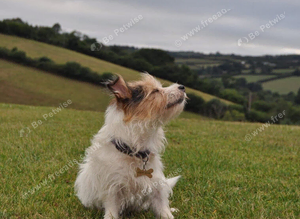 STOLEN DOG
