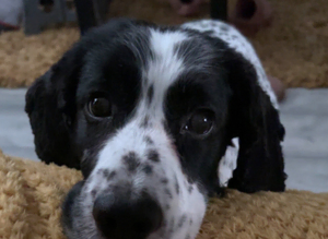 Male cocker spaniel for stud