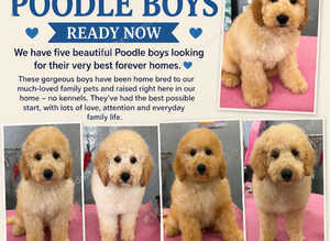 KC reg Miniature Poodle Boys ready to leave