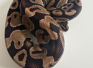 Various ball pythons and full set up