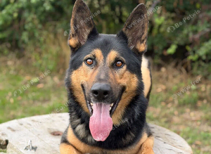 EXPERIENCED HANDLER REQUIRED