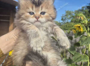British Longhair & Shorthair