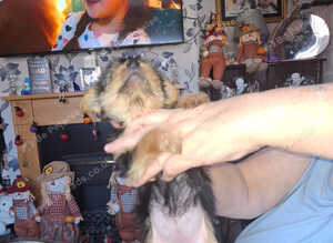 Yorkie pups
