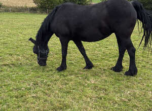 Pure-bred Friesian Mare 10yr 15.2hh for Sale &pound;4,500